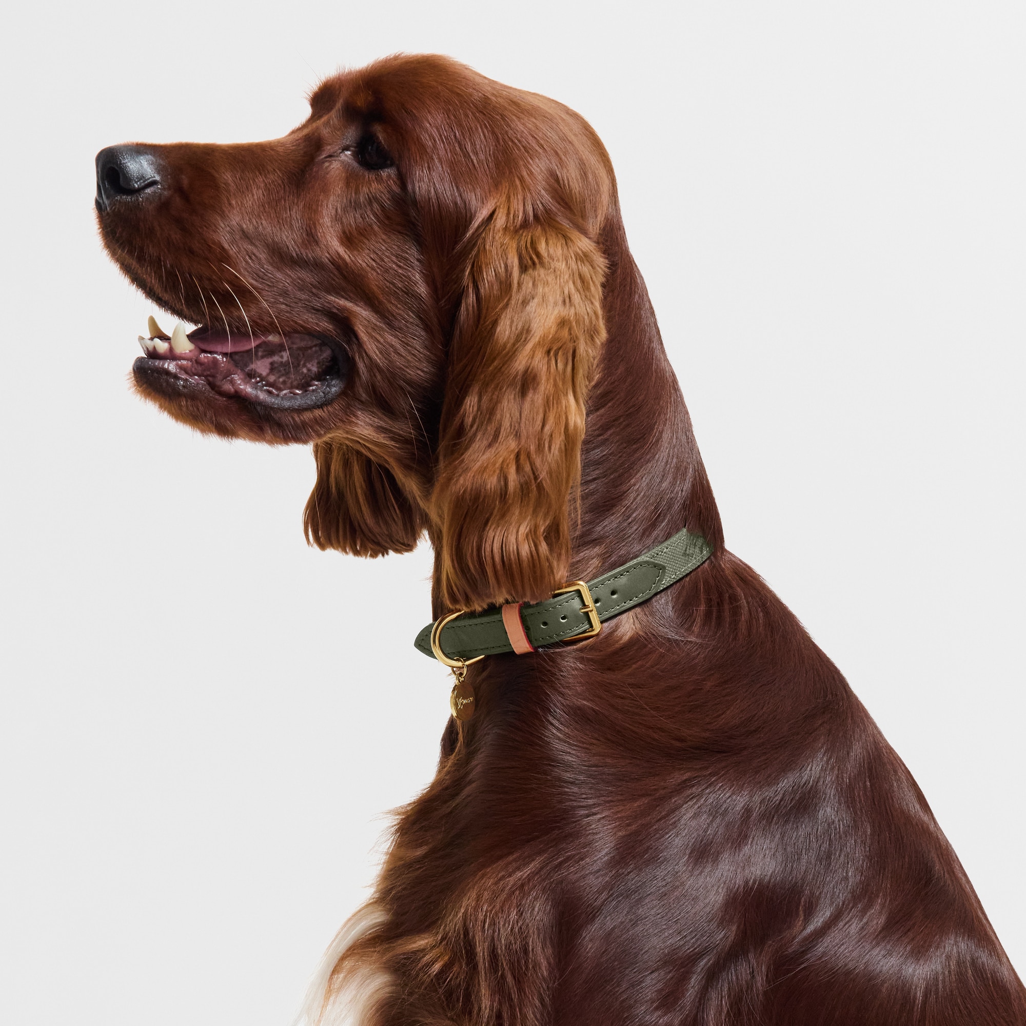 Dog Collar MM S00 - Trunks, Travel and Home - Pets Accessories